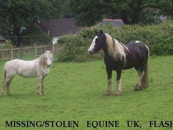MISSING/STOLEN EQUINE UK, FLASH, Near Neath, South Wales, SA11 4ED
